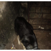 German Shepherd - 6-12 months Male Purebred