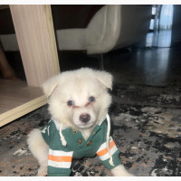 1-3 months Male Purebred American Eskimo