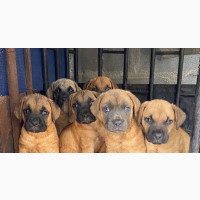 1-3 Month Male Purebred Boerboel