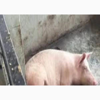 Unslaughtered Pig - Available at Bright world Multilinksfarm