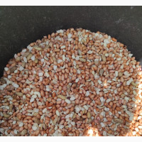 Freshly Harvest Groundnut Available for Nationwide Delivery
