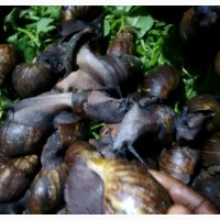 Fresh Snails and Mushrooms for Sale