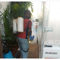 Mosquito Fumigation Expert Available - Sanctified Fumigation Service
