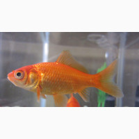 Orange Comet Goldfish.Size 2.5- 3 Inches
