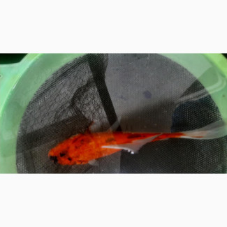 Imported Gold Fish