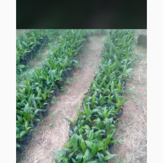 Affordable Tenera and Supergene Oil Palm Seedlings for Sale