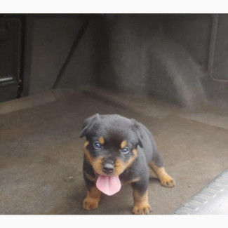 Male Purebred Rottweiler Puppy for Sale - 3-6 Months Old