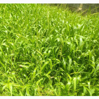 Farm Lands for Sale at Epe Close to Poka