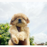 Male Purebred Lhasa Apso - Affordable Price! Bulk purchase available