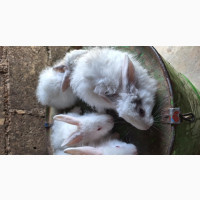 Angora Growers Available