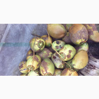 Fresh Coconut