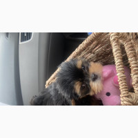 1-3 months Male Purebred Shih Tzu