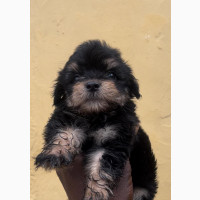 Purebred Lhasa Apso Puppy Available for Rehoming