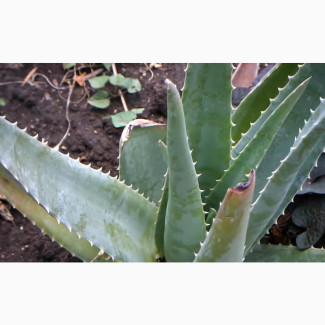 Fresh Aloe Vera Leaves (Big)