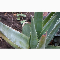 Fresh Aloe Vera Leaves (Big)