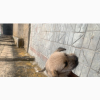 German Shepherd Mixed Breed Puppies Available for Sale