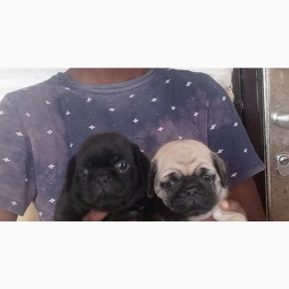 Male Purebred Pug Available for Adoption