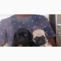 Male Purebred Pug Available for Adoption