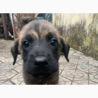 1-3 months Male Mixed Breed Boerboel