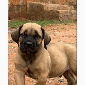 1-3 months Male Purebred Boerboel