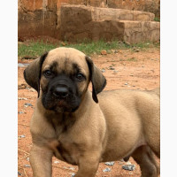1-3 months Male Purebred Boerboel