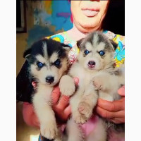 1-3 months Male Purebred Siberian Husky