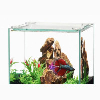 Complete Affordable Aquarium - Instant Delivery + 2 Fishes