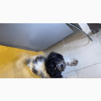 1+ year Male Purebred Shih Tzu