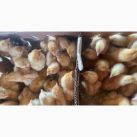 Pullets PX
