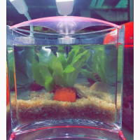 Mini Aquarium For Sale