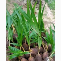Affordable Malaysia Dwarf Coconut Seedlings for Sale