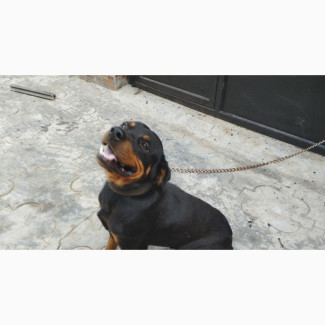 Male Purebred Rottweiler Available for Stud Services