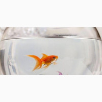 3L Fishbowl + Small Goldfish + Decor