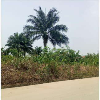 1/2 Plots of Lands at Rumunduru New Layout