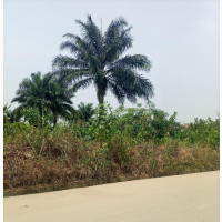 1/2 Plots of Lands at Rumunduru New Layout