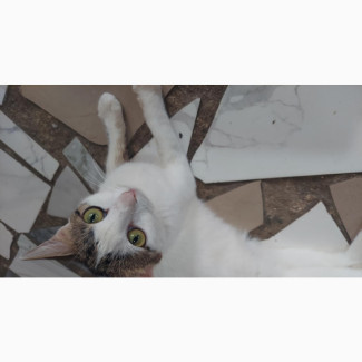 1+ year Female Mixed Breed Persian