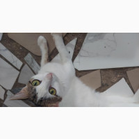 1+ year Female Mixed Breed Persian