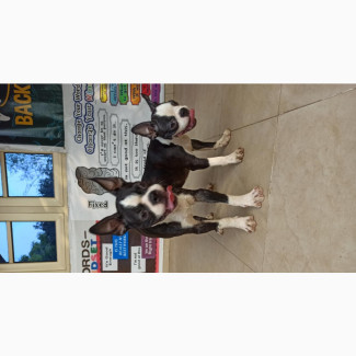3-6 months Male Purebred Boston Terrier