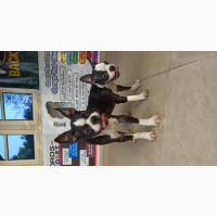 3-6 months Male Purebred Boston Terrier