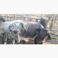Livestock for Sale - Nationwide Delivery for Festivals and Occasions