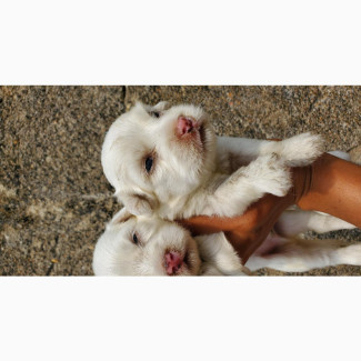 Female Lhasa Apso Puppy Available for Booking
