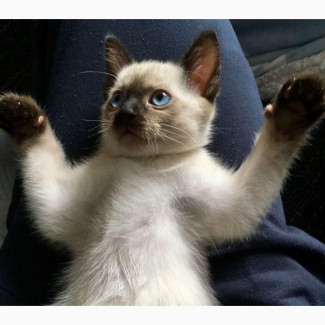 1-3 months Male Mixed Breed Persian