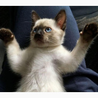 1-3 months Male Mixed Breed Persian