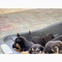 German Shepherd Puppy - 1-3 months old