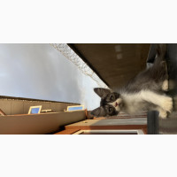 Female Turkish Angora Kitten for Sale