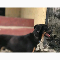 Purebred Rottweiler - 1+ year old Male