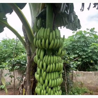 Improved Banana and Plantain Sucker