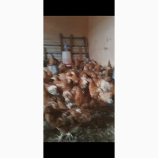 Well vaccinated 15 weeks available for sale