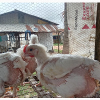 Broilers for Sale - 4 Weeks Old