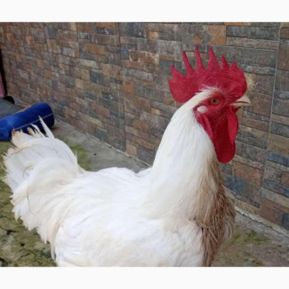 Full Breed Broilers Chicken